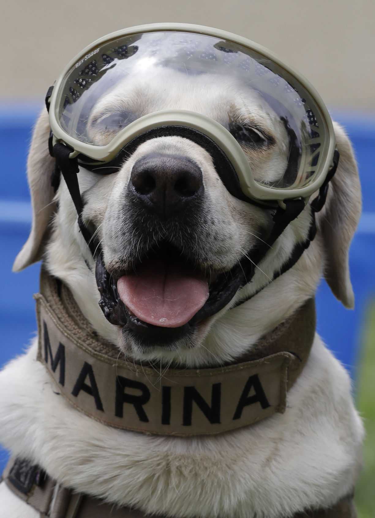 Mexico Quake Rescue Dog